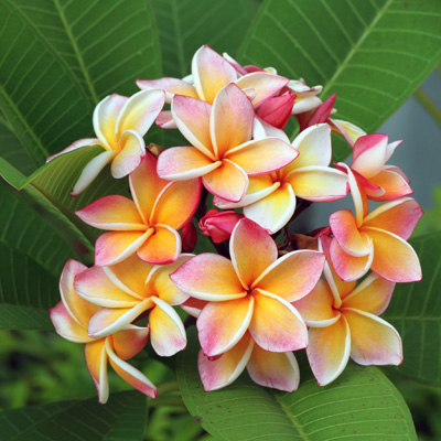 Fragrance: Coconut Pineapple