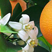 Orange blossom