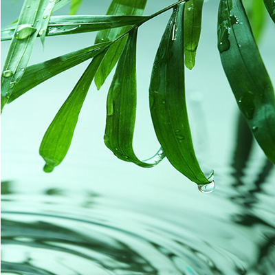 Fragrance: Rejuvenation